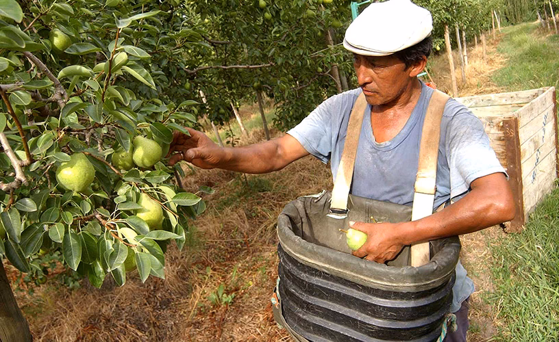 ¿Qué frutas se producen en el Alto Valle?