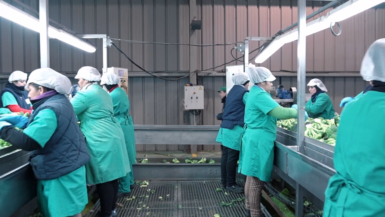 ¿Cuáles son las frutas industriales?