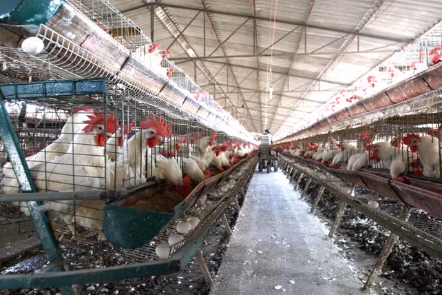 ¿Cuáles son los residuos de la industria avícola?