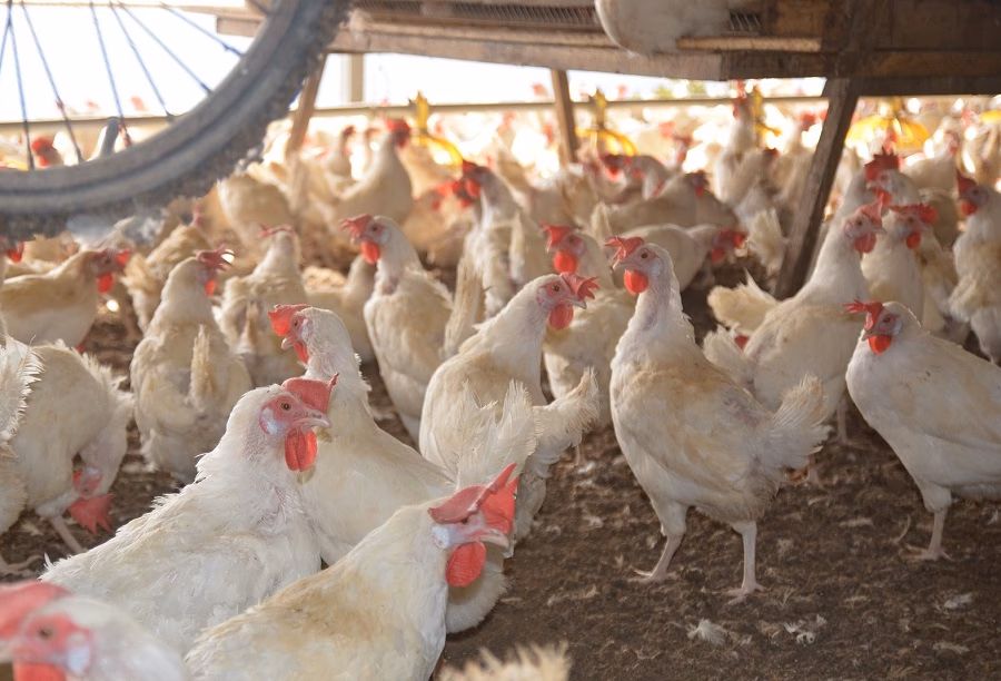 ¿Cuál es la principal empresa de procesamiento de aves de corral?